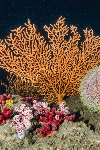 p.144, Homard européen, Homarus gammarus. Côtes nord du Finistère.