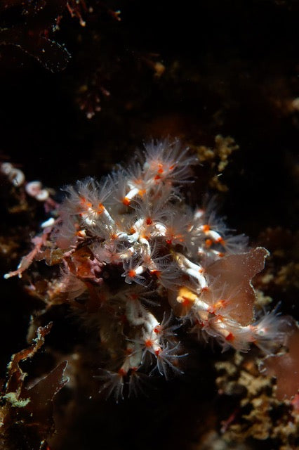 p.145, Crevette péricliménès, Periclimenes sagittifer, dans son anémone, Anemonia viridis. Baie de Morlaix – Finistère.