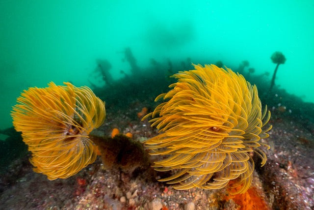 p.149, Panaches de spirographes, Sabella spallanzanii. Port de Roscoff – Finistère.