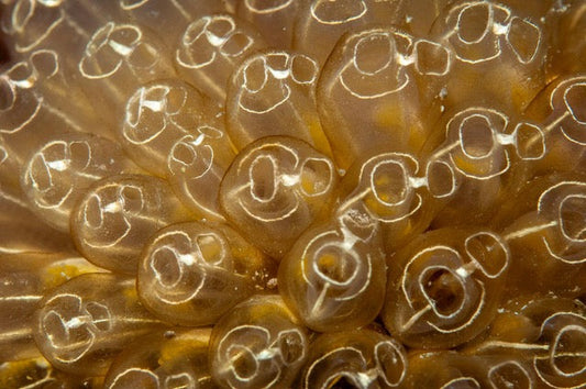 p.151, Bouquet d’ascidies clavelines, Clavelina lepadiformis. Baie de Saint Brieuc – Côtes-d’Armor.