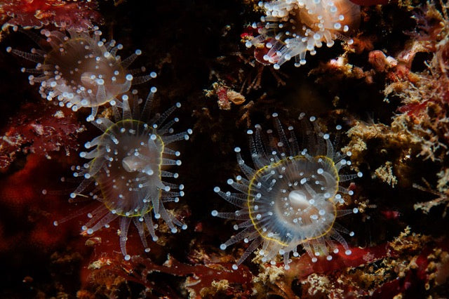 p.151, Anémones-bijoux, Corynactis viridis. Belle-Île-en-Mer – Morbihan.