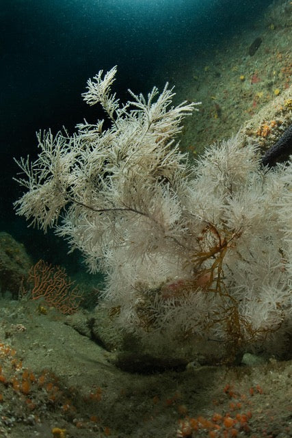 p.152, Corail noir, antipathaire, Antipathella subpinnata. Ouessant – Finistère.