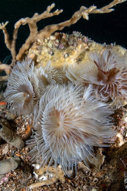 p.152, Annélides bispires, Bispira volutacornis. Île de Bréhat – Côtes-d’Armor.