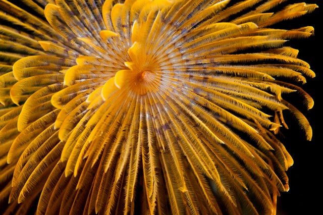 p.154, Panaches de spirographe, Sabella spallanzanii. Rade de Brest – Finistère.